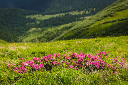Pink rhododendron flowers on summer mountain. Carpathian mountains, Ukraine, Europe. Discover the beauty of earth. Tourism conceptの写真素材