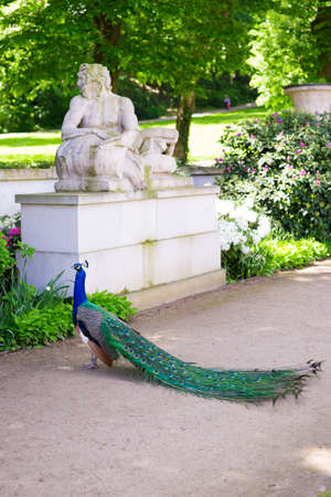 Male peacock unfurling its beautiful and attractive feathers. Nature or zoo conceptの写真素材