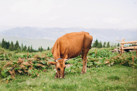 Cow eating grass. Cows grazing on pasture. Beefmaster cattle standing in a green field, farming conceptの写真素材