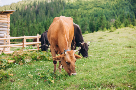 Cows eating grass against the background of the mountain valley. Cows grazing on pasture. Beefmaster cattle standing in a green field, farming conceptの写真素材