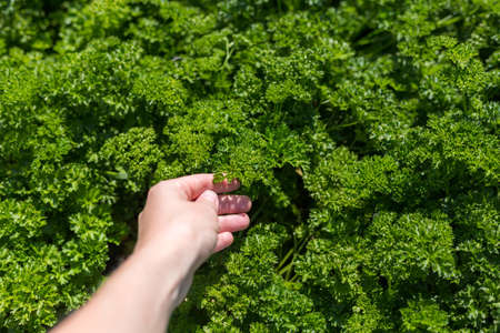 Curly Parsley grows in the garden. Spicy herb Petroselinum crispum for nutrition, use in cosmetology, green background. Agriculture concept, gardening, growing herbs. Woman harvestsの写真素材