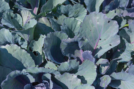 Red Cabbage grow in the garden. Agriculture. Healthy food concept. The cultivation of plant. Organic...
