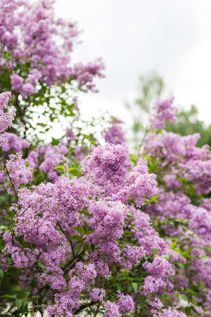 Purple lilac flower with blurred green leaves. Spring blossom.