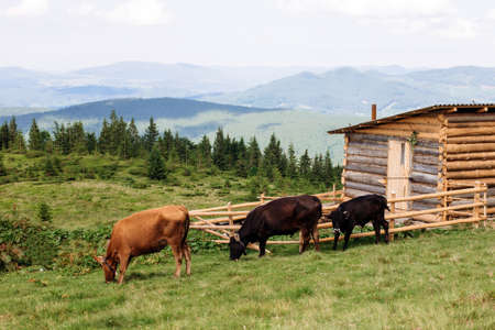 Cows eating grass against the background of the mountain valley. Cows grazing on pasture. Beefmaster cattle standing in a green field, farming conceptの写真素材