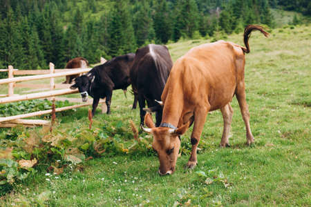Cows eating grass against the background of the mountain valley. Cows grazing on pasture. Beefmaster cattle standing in a green field, farming conceptの写真素材