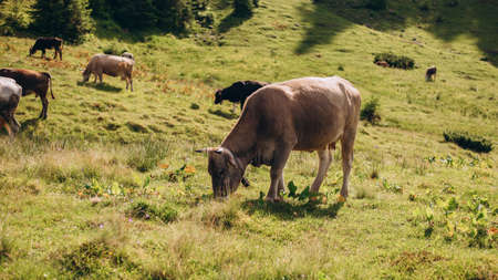 Cow eating grass against the background of the mountain valley. Cows grazing on pasture. Beefmaster cattle standing in a green field, farming conceptの写真素材