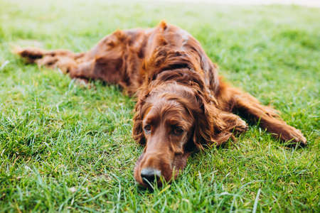 Beautiful Irish Setter dog is lying in grass and looking attentively into the photographers camera on a beautiful spring day. Copy spaceの写真素材
