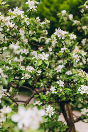 Blooming apple tree branches in spring garden. Close up for white apple flower buds on a branch....
