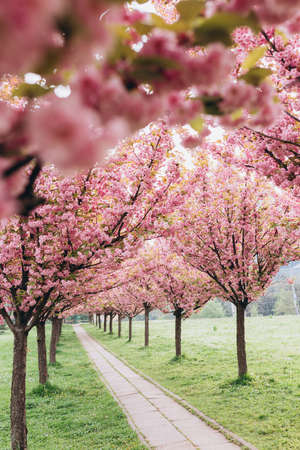 Beautiful cherry blossom sakura in spring time on nature background. Botanical garden concept....