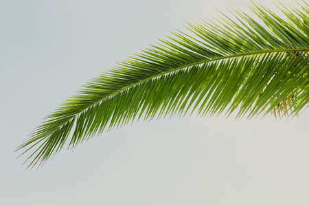 Leaves of palm tree on blue sky, summertime travel background. Tropical nature banner. Template for...