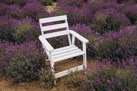 White chait standing in lavender field. Violet flowers banner. Template for business, covers, cosmetics, interior decoration. Abstract nature backgroundの写真素材