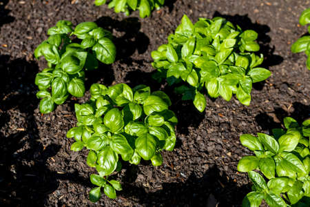 Fresh organic basilic leaves in the garden. Fresh herbs for cooking. Botanical name is Ocimum basilicumの写真素材