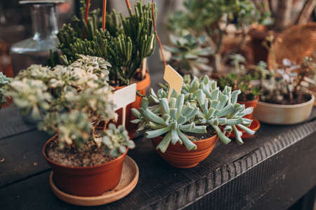 Plant background. Cactus succulents in a planter. Floral arrangement. Blooming Echeveria, pots in floral shopの写真素材