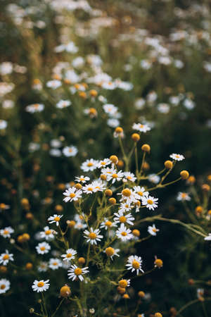 Blooming Wild Flowers Matricaria Chamomilla Or Matricaria Recutita. Wild Chamomile In Summer Meadow. Banner for tea packaging, label, greeting cards, decorの写真素材