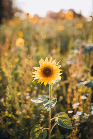 Sunflower background in a yellow field. Beautiful summer landscape with sunset and flowering meadow, summer time, wild lifeの写真素材