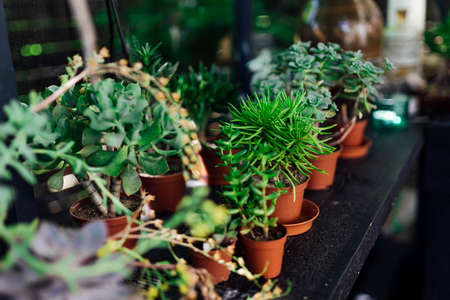 Plant background. Cactus succulents in a planter. Floral arrangement. Blooming Echeveria, pots in floral shopの写真素材