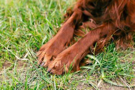 Dogs muddy paws. The dog is resting in nature. Irish Setter dog sitting in grass outdoors. Summer timeの写真素材