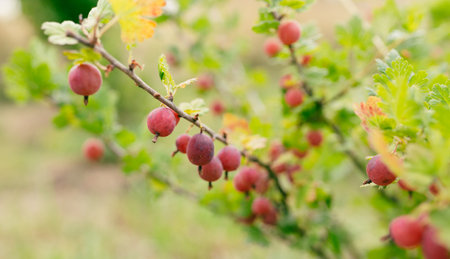 Fresh gooseberry on a branch of a gooseberry bush in the garden. A bush of ripe berries. High quality photo, nature background. Organic food bannerの写真素材