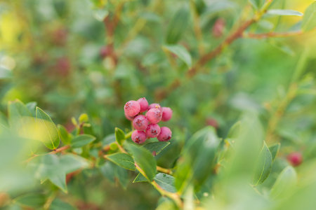 Ripe blueberries on a bush on a nature background. Vitamins, cultivation, harvest, vegetarian concept. Plantation of blueberry cultivated at bio farmの写真素材