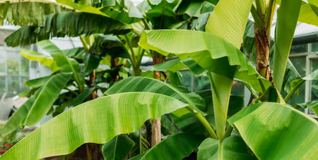 Stacked green banana leaf stem, Tropical leaf texture in garden, abstract nature green background. Tropical forest on a summer dayの写真素材