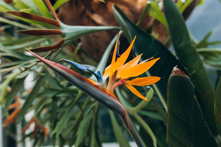 Bird of Paradise Plant in Full Seasonal Bloom. Beautiful Strelitzia reginae grows in rainforest or greenhouseの写真素材