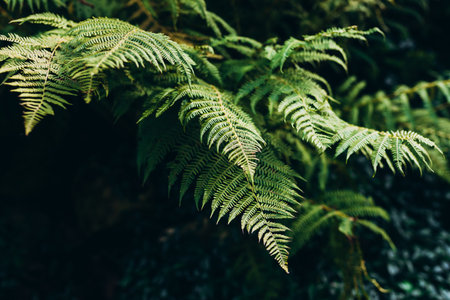 Natural green fern in the forest. Beautiful nature background made with young green fern leaves. Concept for design. Top viewの写真素材