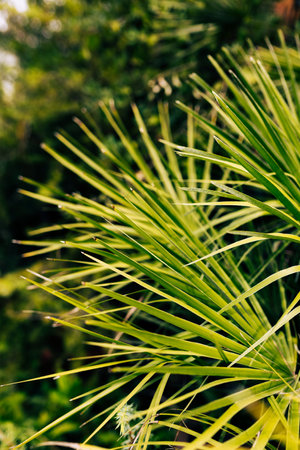 Tropical jungle palm foliage background. Beauty in tropical nature banner for wallpaper, travel or vacationの写真素材