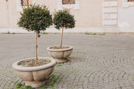Two Mini trees in the middle of the street near the building. Pots with outdoor plants. Rome, Italyの写真素材