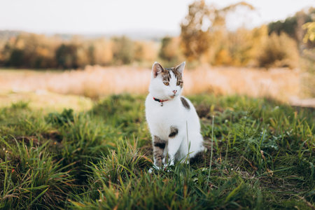 Pretty white tabby cat with bell walking through grass outside. Shorthair cat with handbell in grass outdoorsの写真素材