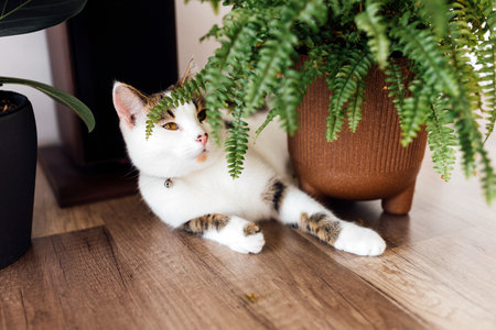 Cat sitting near a set of green potted houseplants. Fluffy pet is staring curiously. Cozy home with plants.の写真素材