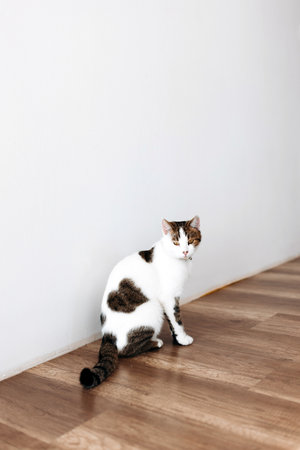 Beautiful grey tabby cat with bell at home, space for text. Cute pet. Happy cat looking at camera while sitting against white backgroundの写真素材