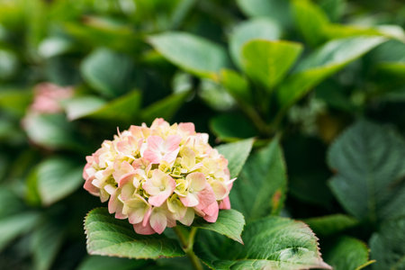 Flowers blossom on sunny day. Flowering hortensia plant. Pink Hydrangea macrophylla blooming in spring or summer in a garden. Web banner, nature backgroundの写真素材
