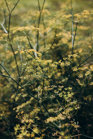 Fresh dill growing on the vegetable bed. Growing fresh herbs. Ecological agriculture for producing healthy food conceptの写真素材