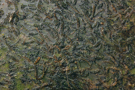 Green algae under clear water. Texture of flooded algae underwater in a streamの写真素材
