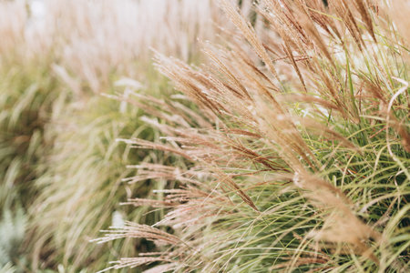 Abstract natural background of soft plants Cortaderia selloana. Pampas grass on a blurry bokeh, Dry...