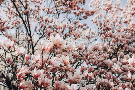 Beautiful Magnolia tree blossom in springtime. tender pink flowers bathing in sunlight. warm april weather, Spring floral background. Tulip Tree. Magnolia soulangeana close-upの写真素材