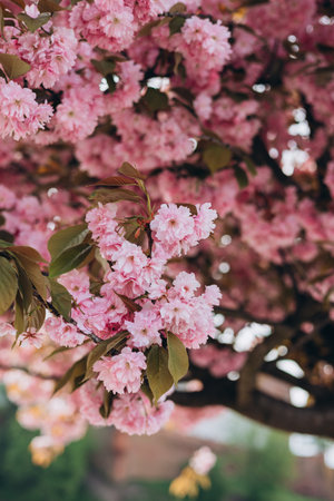 Sakura flowers on background close-up. Botanical garden concept. Tender bloom. Aroma and fragrance. Spring season. Selective focus. High quality photoの写真素材