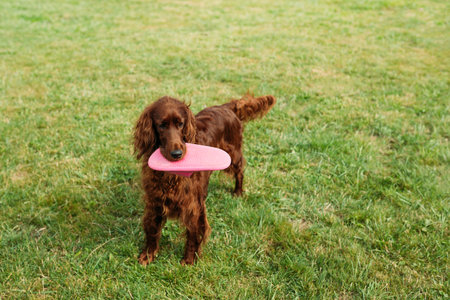 The brown dog holds in his mouth a slipper on a nature background. Beautiful Irish Setter dog plays in grassの写真素材