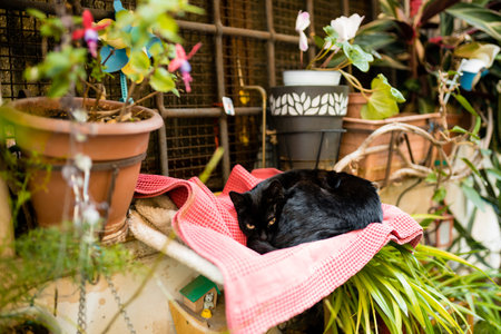 A Black cat sitting on a cozy balcony with flowers.の写真素材