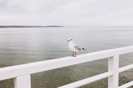 Beautiful seagull is sitting in port area. Seabird closeup, in a harbor. Gull standing on the fence on blurred backgroundの写真素材