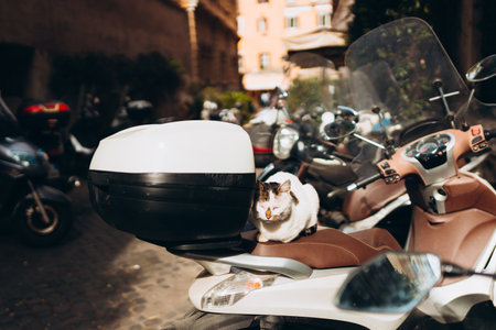 Cute cat resting in bike. Summer outdoors portrait cat on moped on the street. Homeless street young cat lies on seat of motorcycle moped outdoorsの写真素材