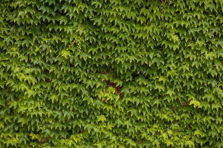 Ivy texture. Ivy hedge background. Ivyberry backdrop. Ivy Green wall. Green leaves background....
