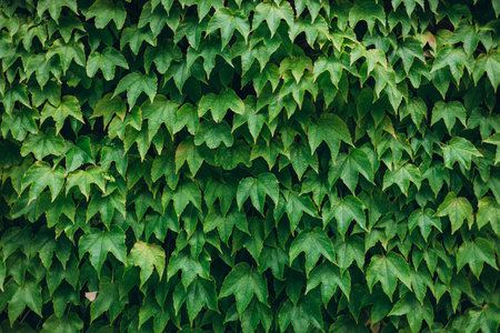 Ivy texture. Ivy hedge background. Ivyberry backdrop. Ivy Green wall. Green leaves background. Myrtle green backgroundの写真素材