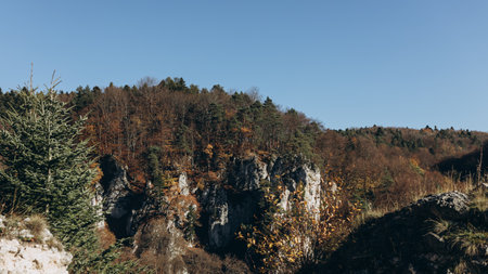 Beautiful pine trees on background mountains. Landscape with trees and mountainsの写真素材
