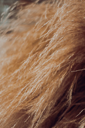 Abstract natural background of soft plants Cortaderia selloana. Pampas grass on a blurry bokeh, Dry reeds boho style. Fluffy stems of tall grassの写真素材
