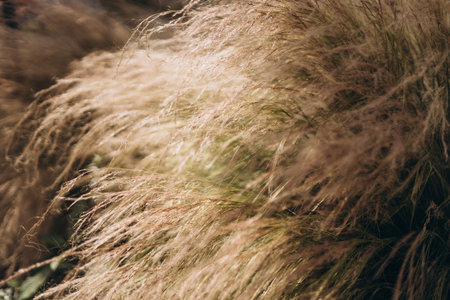 Abstract natural background of soft plants Cortaderia selloana. Pampas grass on a blurry bokeh, Dry reeds boho style. Fluffy stems of tall grassの写真素材
