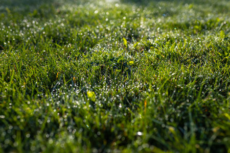 Dew drops on fresh spring grass on a morning, banner with copy space. High quality photoの写真素材