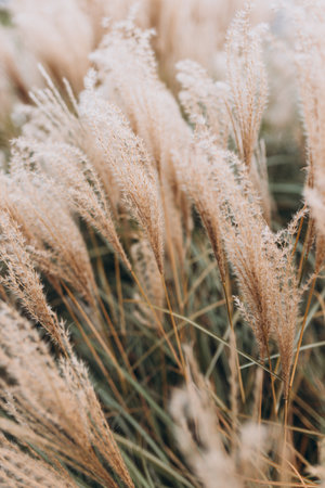 Abstract natural background of soft plants Cortaderia selloana. Pampas grass on a blurry bokeh, Dry reeds boho style. Fluffy stems of tall grass in winterの写真素材