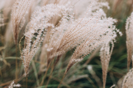 Abstract natural background of soft plants Cortaderia selloana. Pampas grass on a blurry bokeh, Dry reeds boho style. Fluffy stems of tall grass in winterの写真素材