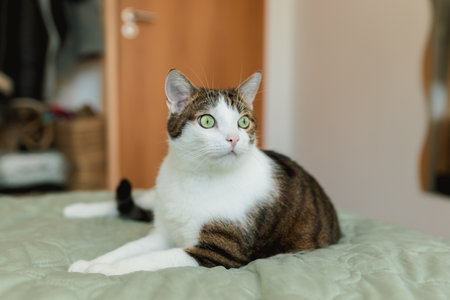 White with gray cat lies in bed at home, house comfort concept, indoor. Cope space. Adopt pets...